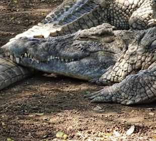 Krokodile im "Croc Parc"
