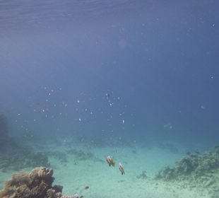 Schnorcheln Makadi Bay