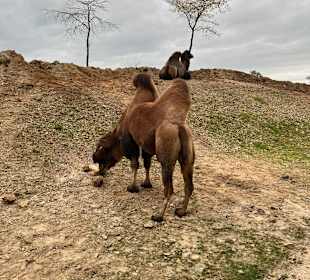 Wildlands Zoo in Emmen 