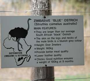 Straußenfarm