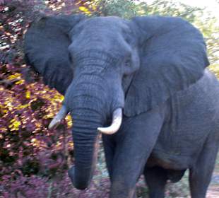 Unverhoffte Begegnung