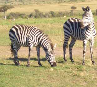 Zebras