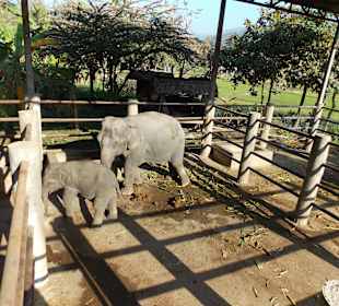 Elefantencamp Chiang Mai