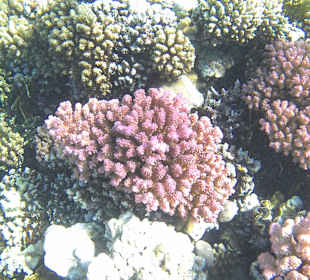 Schnorcheln Makadi Bay