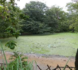 Der Wassergarten