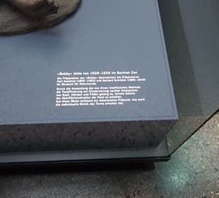 Museum der Naturkunde