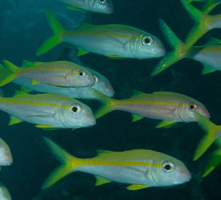 Tolle Unterwasserwelt