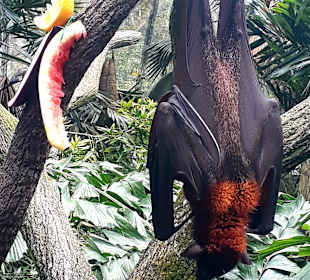 Singapur Zoo