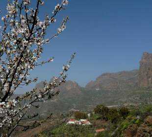 Mandelblüte in den Bergen