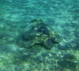 Eine der Schildkröten hautnah