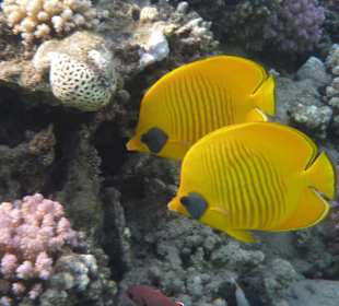 Immer im Doppelpack/wunderschöön