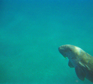 Dugong