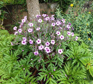 Palheiro Gardens