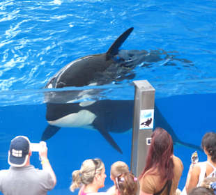 Orca Show