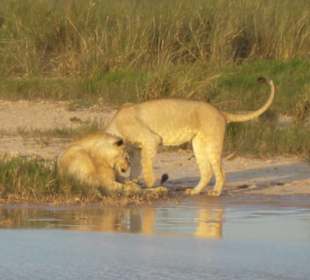 Löwen im AMBOSELI Nationalpark