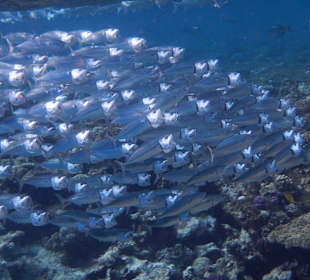 Markelenschwarm am Riff 