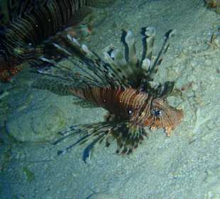 Rotfeuerfisch (Lionfish)