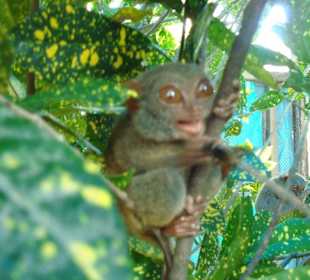 Tarsier frisst ein Insekt