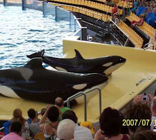 Ausflug zum Loro Parque
