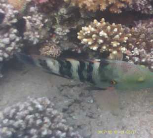 Jaz Makadi Oasis Club & Resort 