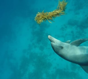 Delfin spielt mit Seegras