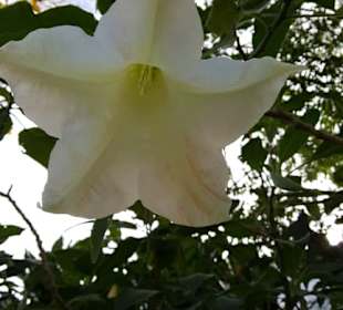  Botanischer Garten Puerto de la Cruz