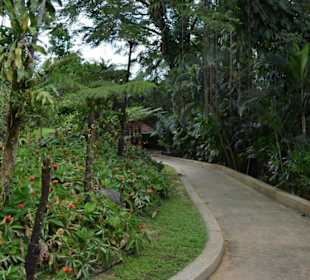 Hibiscus Garten