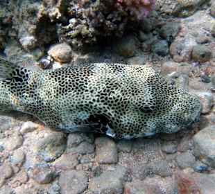 Kugelfisch