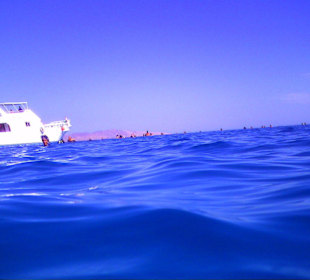 Delphintour Dezember 2010