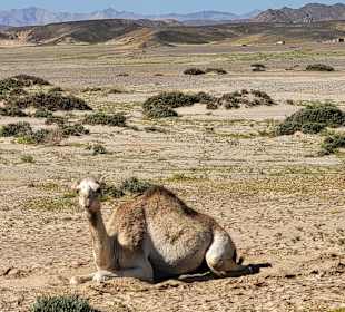 Wadi el Gemal National Park