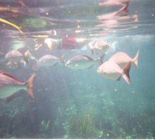 Fische