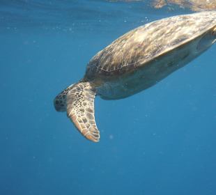 Grüne Meeresschildkröte 