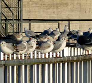 Möwen auf der Staumauer