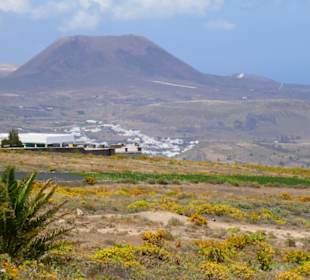 Monte Corona im Norden, Pflanzen gibr es