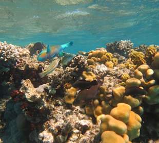 Schnorcheln Makadi Bay