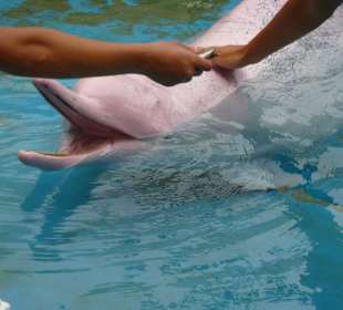 Sentosa,Unterwasserwelt, "Pink Dolphin"