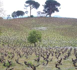 Weinberge vor Villafranca del Bierzo, Jakobsweg 