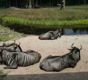 Serengeti Park Hodenhagen