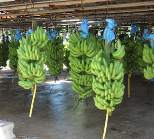 In der Bananenfabrik