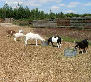 Prärie der Indianer