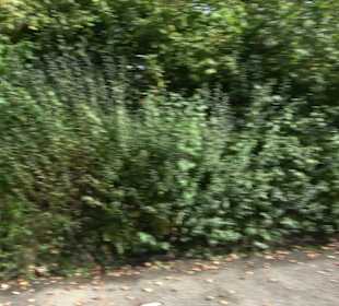 Ehemaliges Forsthaus