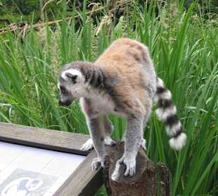 Питомцы зоопарка 