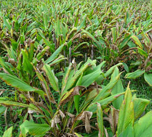 Curcuma-Feld kurz vor der Ernte