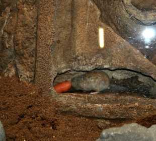 Der Mole mit der Möhre