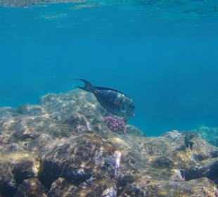 Schnorcheln Hurghada