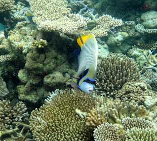 Imperator-Kaiserfisch