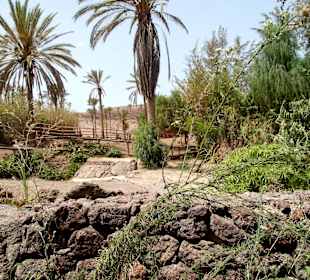 Oasis Park - Fuerteventura