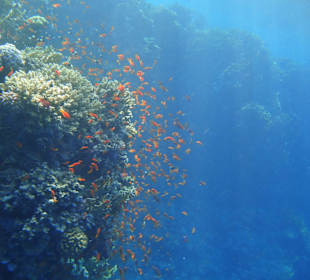 Traumhaftes Hausriff