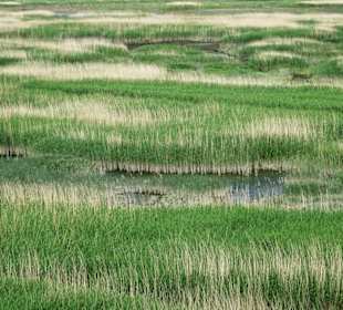 Tidepolder der Luneplate