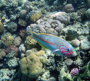 Neugierige Bunte Fische